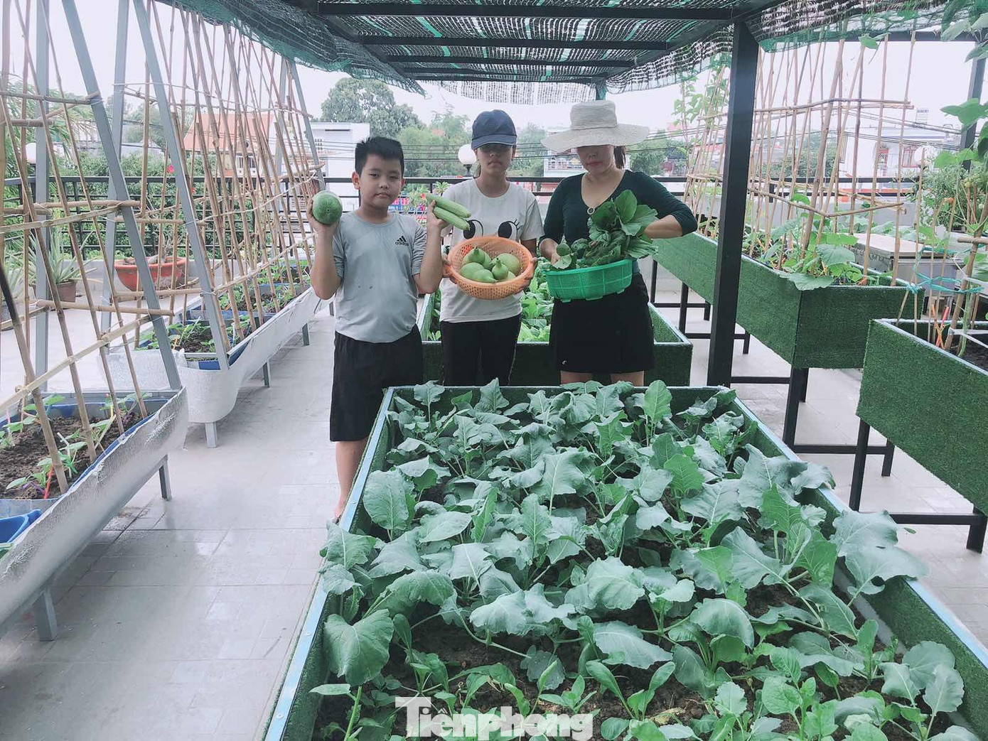 Khu vườn sân thượng rộng lớn của gia đình chị Gấm, Anh Huynh hầu hết làm bằng vật liệu tái chế từ tôn, thùng nhựa, miễn cái gì phù hợp, rẻ tiền là anh chị tận dụng. Do đó tổng chi phí đầu tư khoảng 50 triệu đồng. Nhờ được thiết kế hợp lý nên sân thượng lúc nào cũng sạch sẽ, không có nước và bùn đất rơi vãi kể cả khi trời mưa.