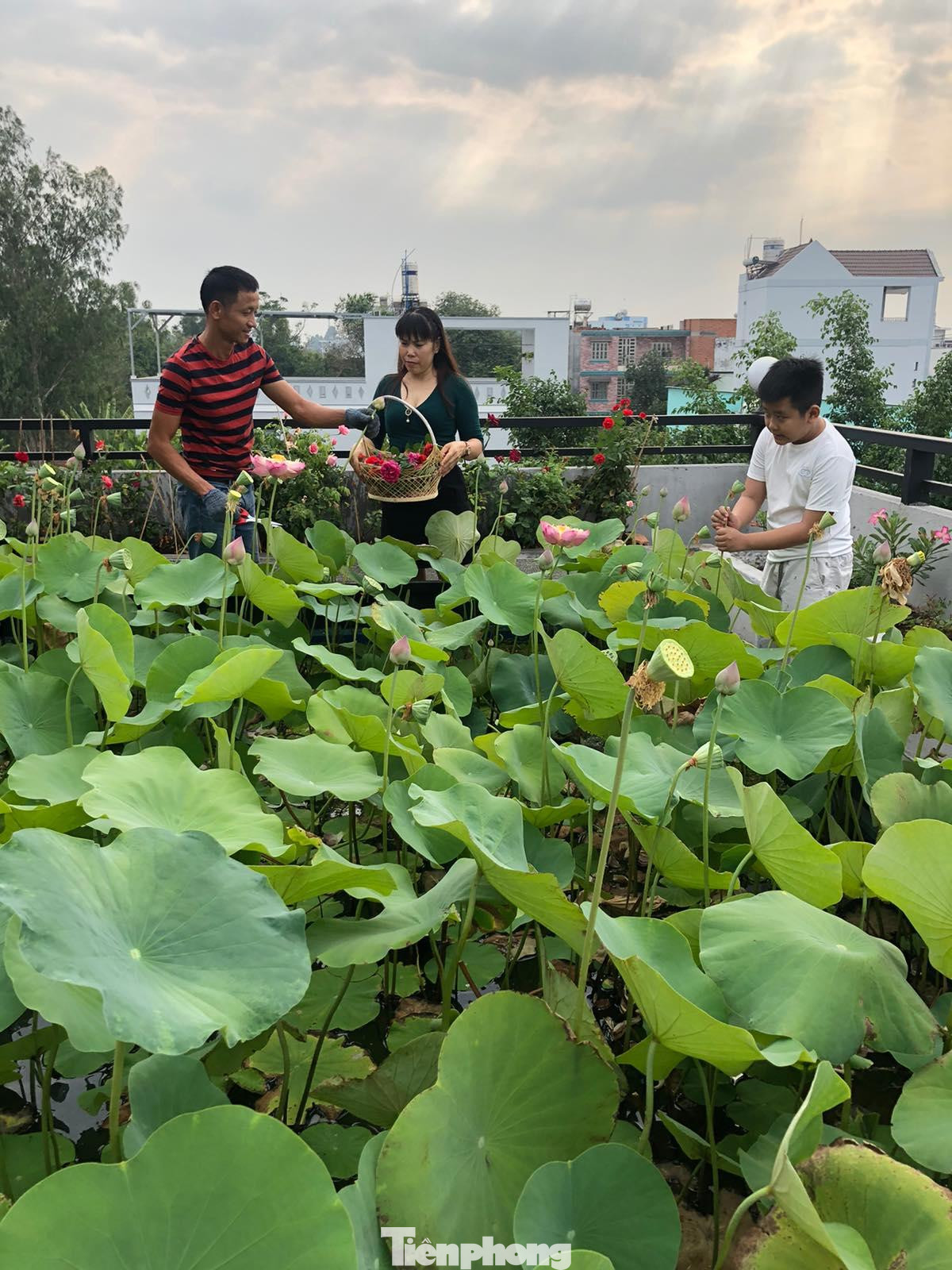“Đợt dịch COVID -19 ở TP. Hồ Chí Minh này, nhờ vườn rau, đàn gà của nhà mà gia đình tôi mấy tháng không ra khỏi nhà nhưng vẫn đủ thực phẩm cung cấp cho gia đình, cho tặng bạn bè, hàng xóm và đặc biệt vườn rau giúp cho gia đình có chỗ lao động, sinh hoạt và giải tỏa áp lực trong mùa dịch. Bản thân tôi là một doanh nhân nên tôi coi vườn rau sân thượng là một thử thách, tập thêm sự sáng tạo, kiên nhẫn và cho cái tâm của mình thêm sáng...chúc các bạn cố gắng để có rau sạch ăn, môi trường sống tốt, cùng nhau bảo vệ môi trường”, anh Huynh tâm sự.