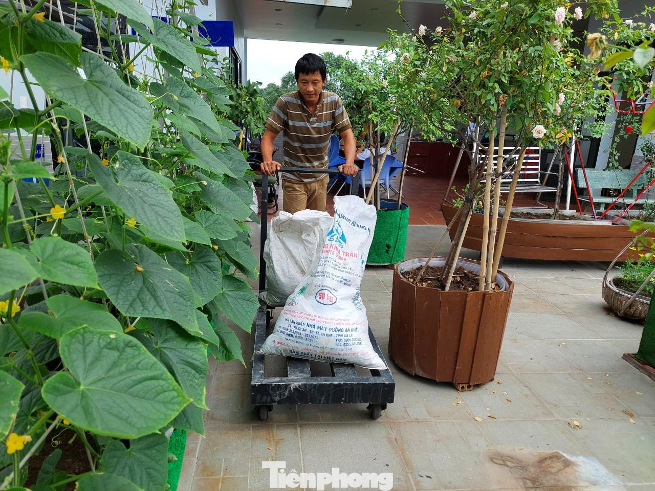 Để đối phó với sâu bệnh, các loại nấm, mốc anh Huynh không dùng thuốc trừ sâu mà rắc vôi bột, thường xuyên cắt lá vàng, bắt sâu theo quan điểm cây khỏe sẽ tự chống được bệnh.