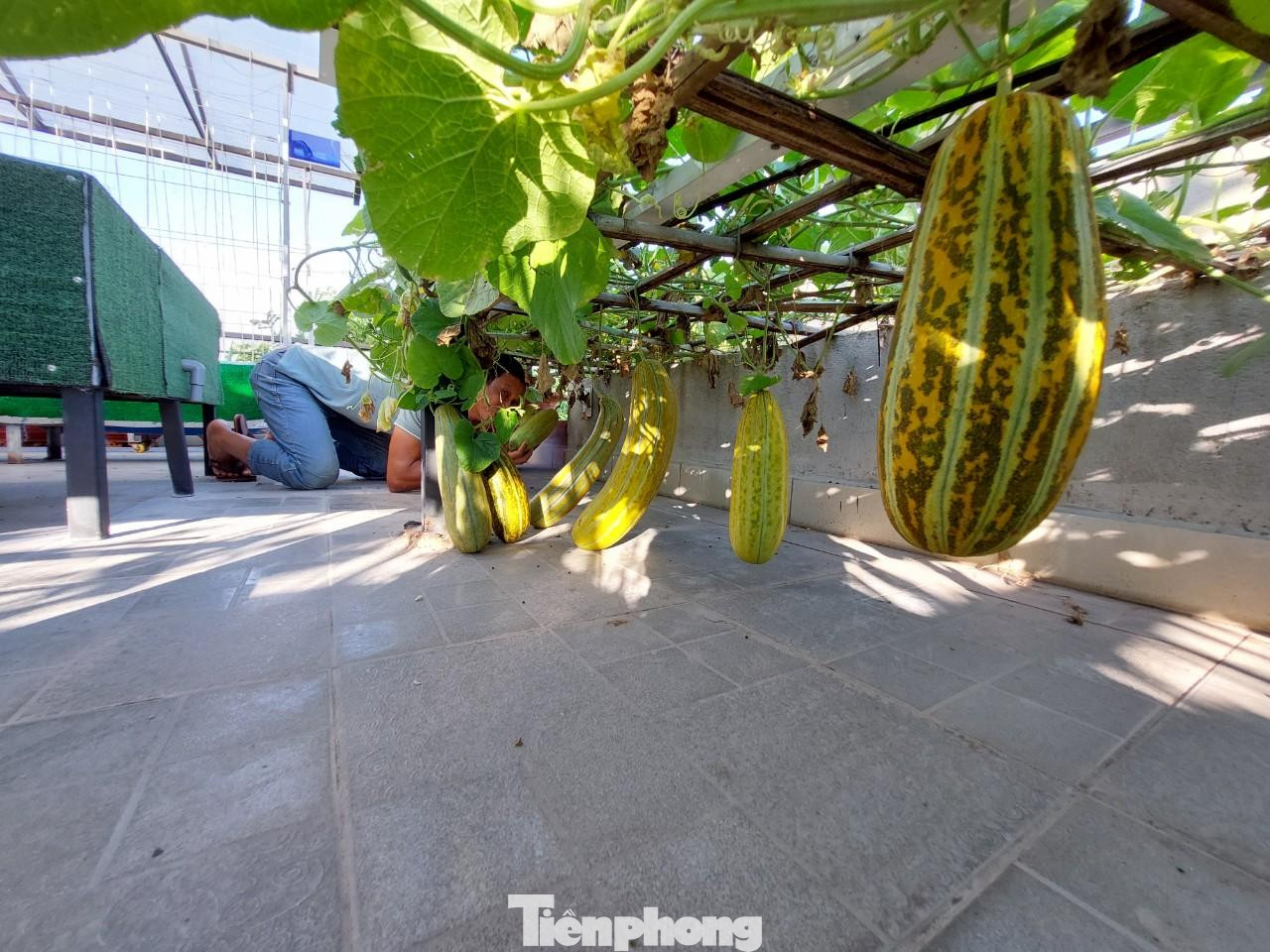 Có loại cây ngày chỉ cần tưới 2 lần nhưng có loại tưới nhiều sẽ chết vì vậy không thể làm giàn tưới tự động mà phải tự tưới bằng tay. Bồn cũng phải thiết kế phù hợp với từng loại cây, rau. Ví dụ các loại rau ngắn ngày lại phải có bồn rộng mới dễ chăm sóc ,trồng được nhiều, thành phải làm cao hơn để chống gió; các loại dưa chuột, dưa lưới, dưa gang,..lại phải bồn kiểu khác. Nhưng bồn nào cũng phải bảo đảm phù hơp, gọn nhẹ, cách mặt sàn để chống thấm và có thể thoát nước dễ dàng.