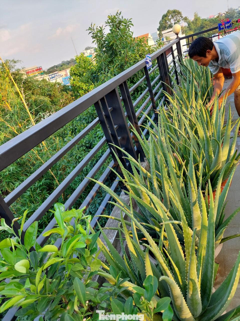 Nói về kinh nghiệm trồng rau sân thượng, ông bố 4 con cho biết vì bản thân là người gốc Bắc không hiểu kỹ về thời tiết phía Nam nên giai đoạn đầu trồng cây gì chết cây đó vì thời tiết ở đây nắng quanh năm và nhất là trên sân thượng rất nhiều gió và nóng bức.