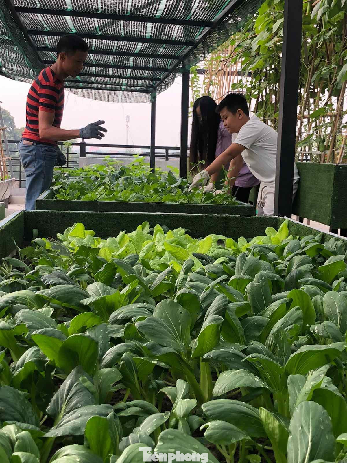 “Tôi kinh doanh đa ngành từ xây dựng, bất động sản đến dịch vụ ăn uống, giải trí còn bà xã quản lý quán cà phê lớn của gia đình. Mặc dù gia đình có người giúp việc nhưng chỉ là hỗ trợ công việc kinh doanh ở tầng 1 còn lại từ tầng 2 trở lên thì toàn bộ công việc từ nhà cửa, cơm nước, trồng và chăm sóc rau đều do hai vợ chồng tôi và các con tự làm để đảm bảo không gian riêng tư cũng như rèn tính tự lập cho các con ngay từ nhỏ”, anh Huynh chia sẻ với Tiền Phong.