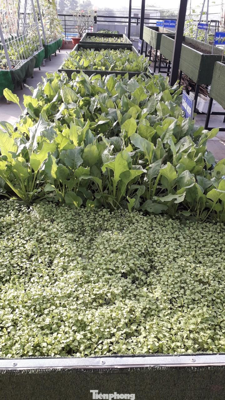 “Tôi có tìm hiểu một số kinh nghiệm trên mạng ,mua một số chậu nhựa để trồng rau nhưng đều thất bại. Cuối cùng tôi quyết định thiết kế theo ý tưởng của mình với phương châm khắc chế bằng được những yếu điểm trên sân thượng. Mọi thứ được tính toán rất công phu; ví dụ vị trí nào ngày nắng bao nhiêu tiếng, cây nào lớn che được bao nhiêu bóng mát; vị trí nào nắng cả ngày, hướng nào gió nhất, vị trí nào gần chỗ tường, vị trí gần vòi rửa,...Điều này rất quan trọng vì mỗi loại cây có một đặc tính và sức chịu đựng riêng”, anh chia sẻ.