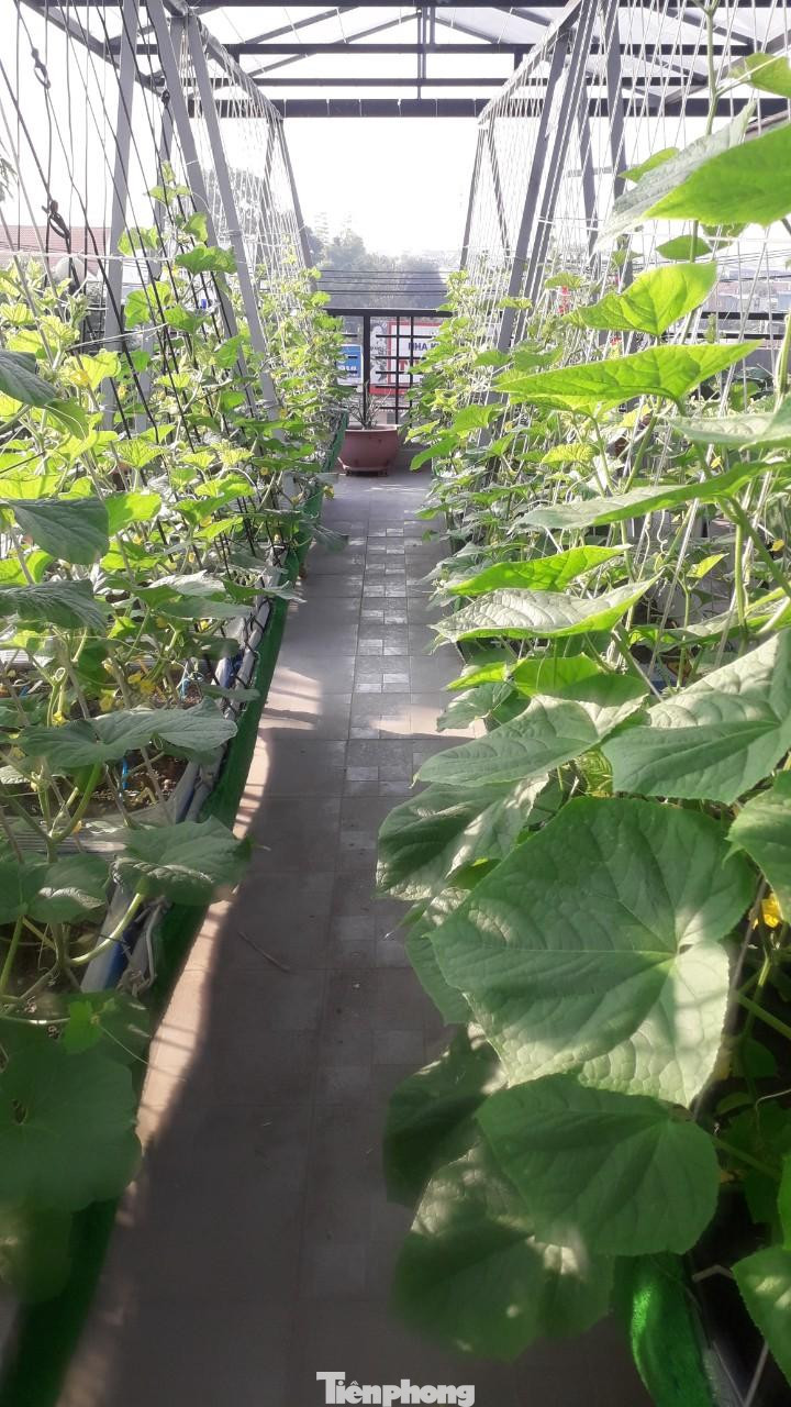 Đối với đất đưa lên sân thượng để trồng, anh thiết kế tời nâng như của mấy nhà thầu xây dựng và chỉ mất 3 triệu đồng là có thể nâng một lần 500kg đất vừa không tốn sức, lại vừa sạch sẽ. Nguồn đất chính vẫn là xin từ ruộng ở ngoại thành, thuê đóng bao chở về và đưa lên rất đơn giản. Do nhà kinh doanh quán cà phê nên anh Huynh tận dụng bã cà phê trộn với phân bò hoặc phân gà ủ phía dưới đất, sau mỗi lần thu hoạch rau anh lại phủ một lớp mỏng hỗn hợp này lên bề mặt để trồng lứa mới rồi sau đó tưới nước và hoàn toàn không sử dụng phân hóa học.