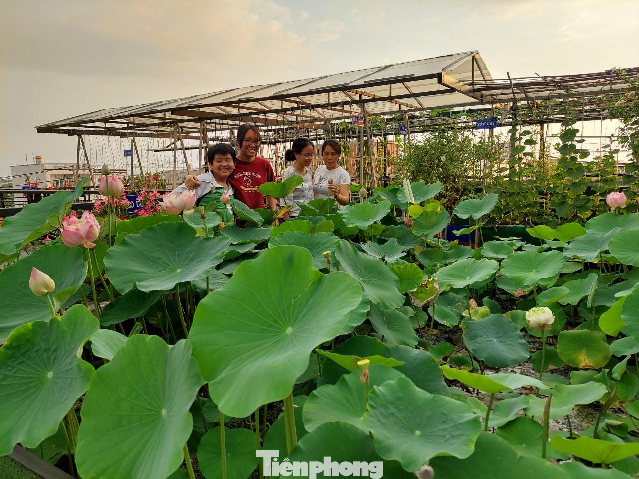 Anh Huynh tâm sự, vì mình làm kinh doanh, công việc vô cùng áp lực nên từ khi có khu vườn, ngoài việc cung cấp rau sạch cho cả gia đình thì đây còn là nơi giúp đầu óc anh thảnh thơi và giảm áp lực khi chăm sóc khu vườn. Đồng thời, vườn rau giúp các con anh tập lao động, biết yêu cây cỏ. Và mỗi lần nhìn thấy vợ con vui đùa bên sân vườn lộng gió với đầy hoa trái khiến tâm hồn anh vô cùng bình yên và hạnh phúc.