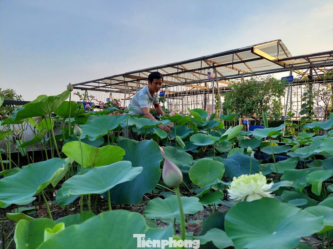 Khu trồng sen rộng khoảng 20m2, hoa nở quanh năm, xung quoanh đầm anh Huynh làm thành lối đi bằng dàn hoa hồng. “Khu sen trồng là đơn giản nhất và gần như không mất công chăm sóc vì cả tuần mới phải bơm thêm chút nước. Sau này không biết nhưng từ khi trồng tôi chưa hề bón phân, vì lá cây lụi đi lại thành phân cho cây khác mọc nên. Đây là chỗ cho bạn bè người quen đến chụp ảnh, hàng tháng thu hoạch cả ký hạt, gần như tuần nào cũng cắt một bình cắm dưới nhà. Thậm chí có lần thấy hoa đẹp quá, mấy mẹ con mải chụp hình mà để cháy cả nồi cá kho!”’, anh vui vẻ kể.