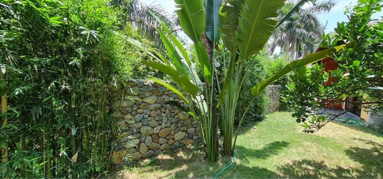 Khu vườn bao quanh ngôi nhà trồng nhiều loại hoa, cây cảnh và có khu riêng trồng cây ăn quả. Do diện tích vườn khá lớn nên gia chủ lắp đặt hệ thống tưới tự động.