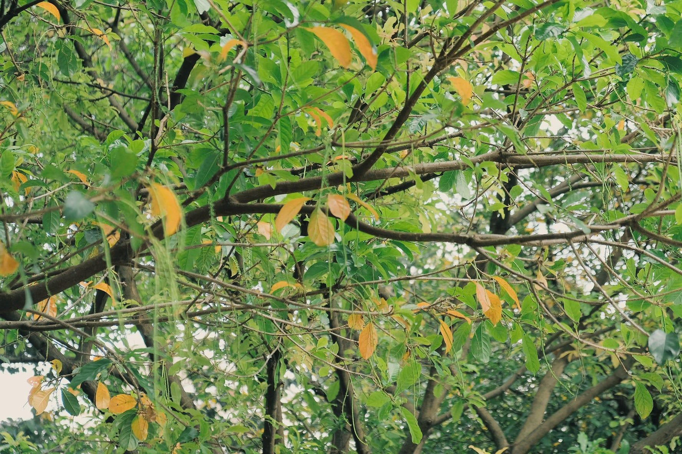 Lá cây bắt đầu ngả sang màu vàng trong thời khắc giao mùa. Ảnh: Thành Đạt Phan