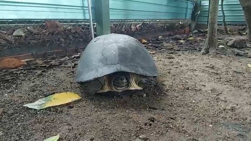 Cá thể rùa răng được chị Thảo bàn giao. Cá thể rùa răng được chị Thảo bàn giao.