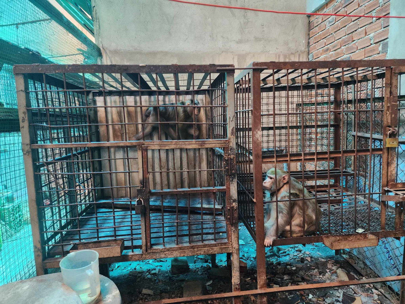 Hai cá thể khỉ đuôi lợn và khỉ đuôi dài do ông Nguyễn Văn Anh bàn giao. Hai cá thể khỉ đuôi lợn và khỉ đuôi dài do ông Nguyễn Văn Anh bàn giao.