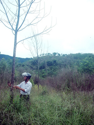 Cao su chết ngập từ ngày thủy điện Hương Điền tích nước, dân vẫn chưa nhận được sự bồi thường thỏa đáng. Ảnh: Ngọc Văn