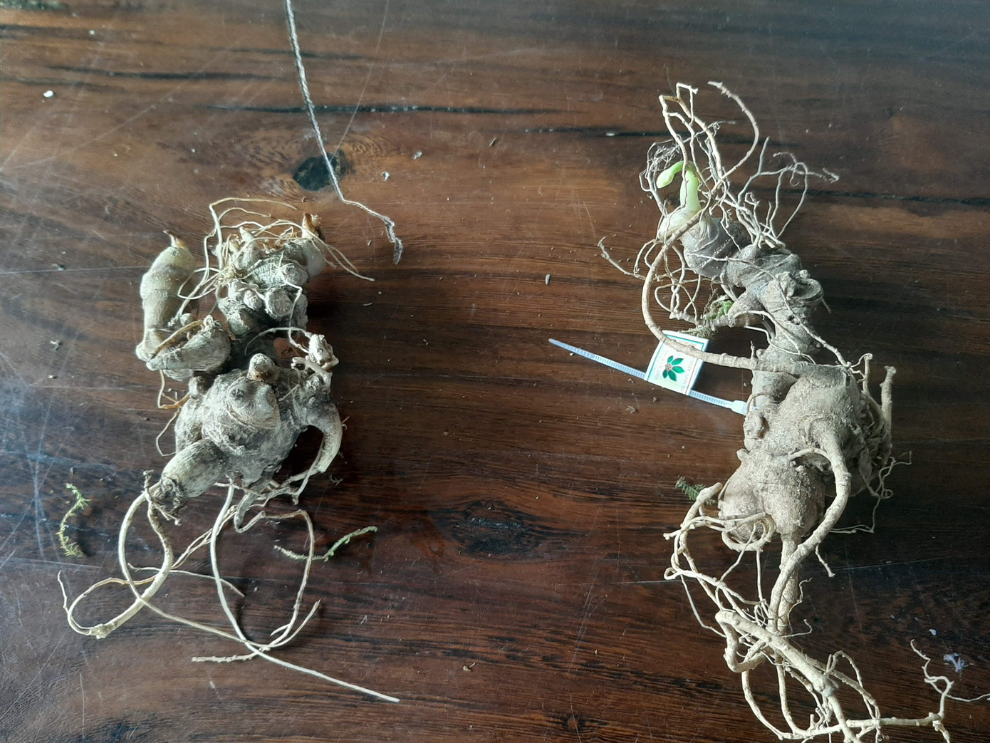 Củ sâm Ngọc Linh thật (có dán tem) và củ sâm giả (bên trái) được đưa từ các tỉnh phía Bắc vào Củ sâm Ngọc Linh thật (có dán tem) và củ sâm giả (bên trái) được đưa từ các tỉnh phía Bắc vào