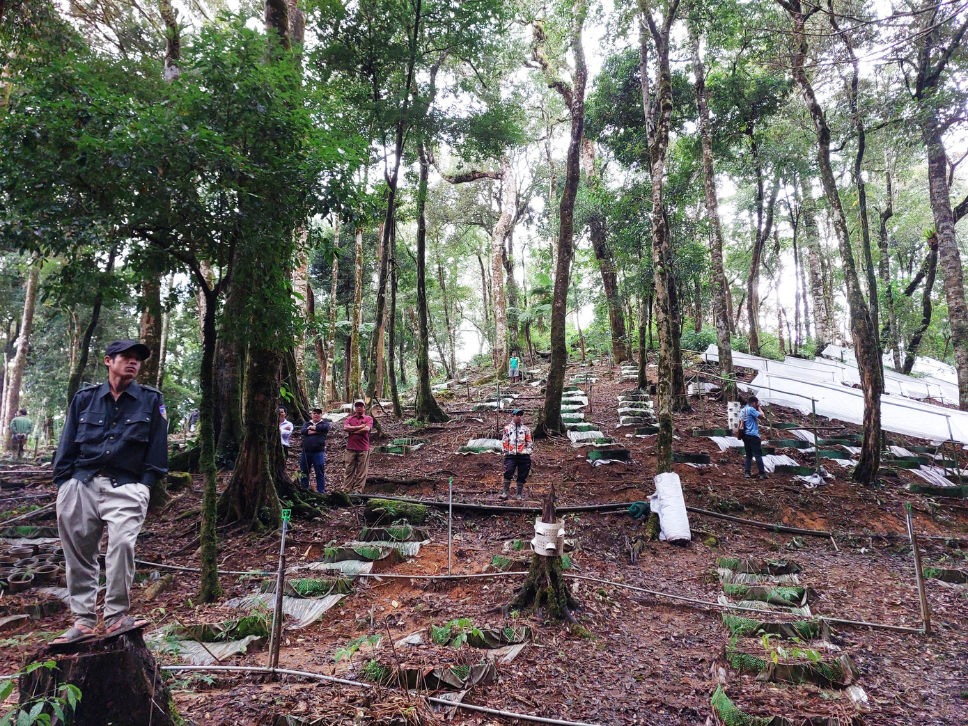 Vườn ươm cây giống sâm Ngọc Linh thật ở huyện Tu Mơ Rông