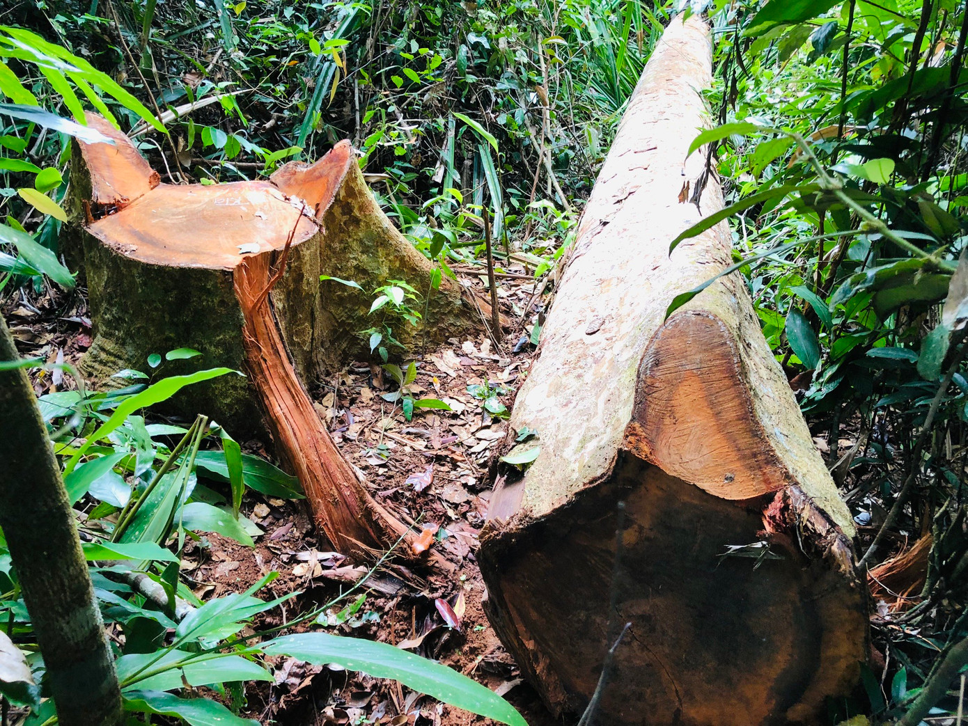 Rừng ở huyện K'Bang bị chặt phá Rừng ở huyện K'Bang bị chặt phá