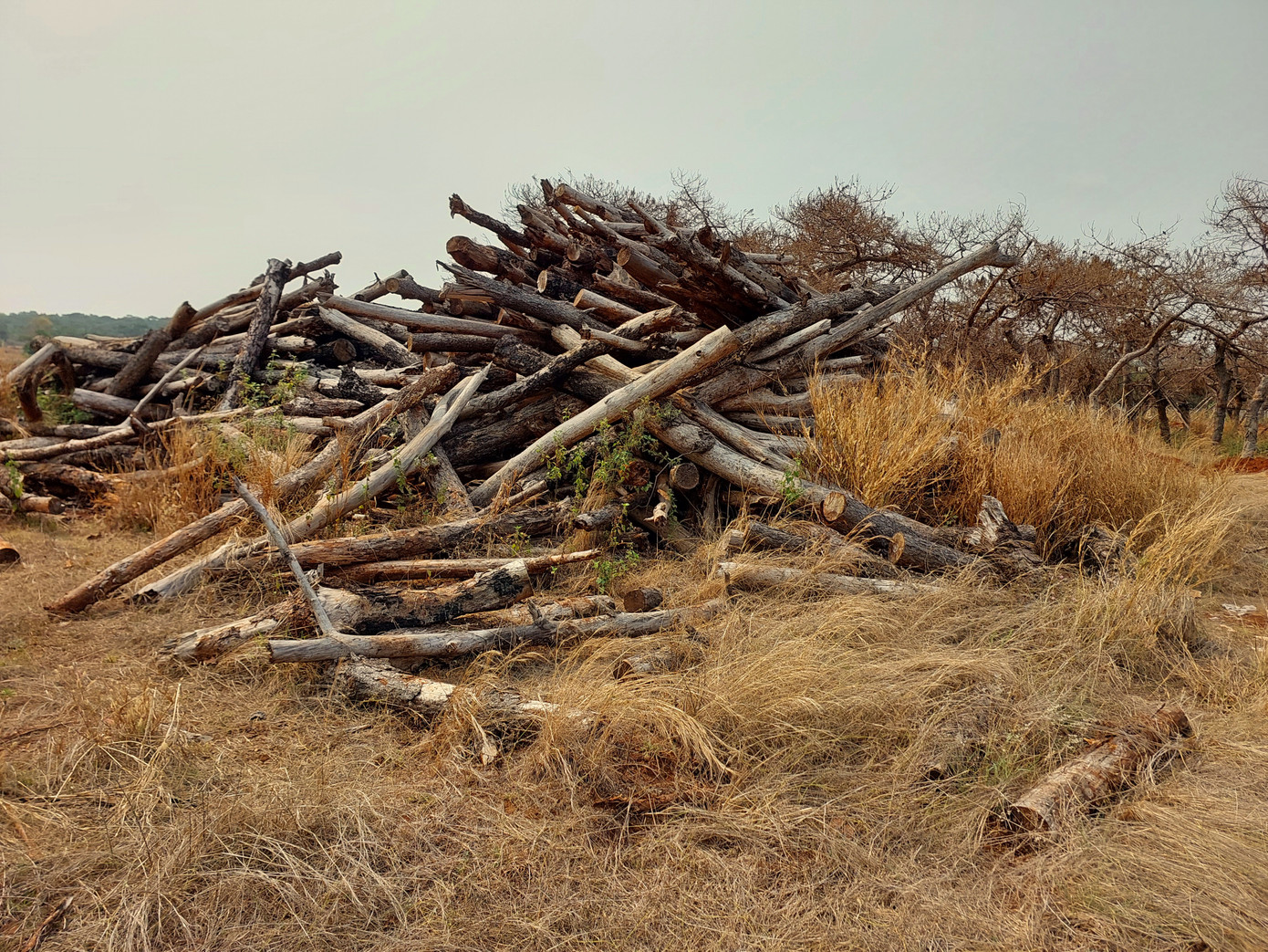 Khi bắt tay vào làm dự án, Tập đoàn FLC đã di thực 2.528 cây thông ở rừng thông. Tuy nhiên, những cây thông mà tập đoàn này di thực bị chết khô gần hết. Rất nhiều cây thông bị chủ đầu tư chặt bỏ, chất thành đống lớn, mục nát. Khi bắt tay vào làm dự án, Tập đoàn FLC đã di thực 2.528 cây thông ở rừng thông. Tuy nhiên, những cây thông mà tập đoàn này di thực bị chết khô gần hết. Rất nhiều cây thông bị chủ đầu tư chặt bỏ, chất thành đống lớn, mục nát.