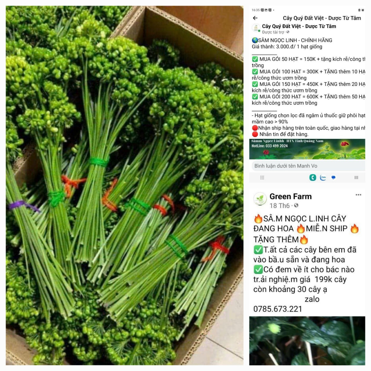 Chủ tịch huyện Tu Mơ Rông khẳng định việc các trang mạng rao bán hoa, lá, hạt sâm này là không đúng sự thật.