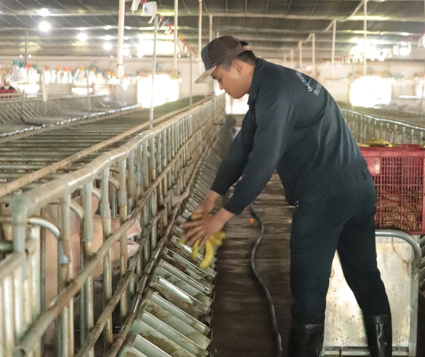 Gia Lai thành lập đoàn để kiểm tra các dự án chăn nuôi heo