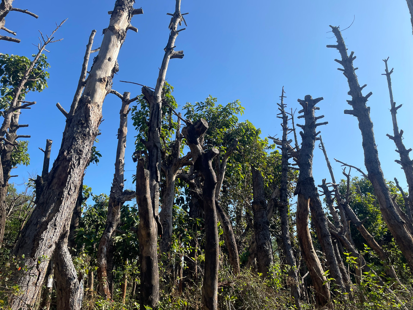 Hàng trăm cây xanh lớn bị chết khô khi di dời ở Gia Lai Hàng trăm cây xanh lớn bị chết khô khi di dời ở Gia Lai