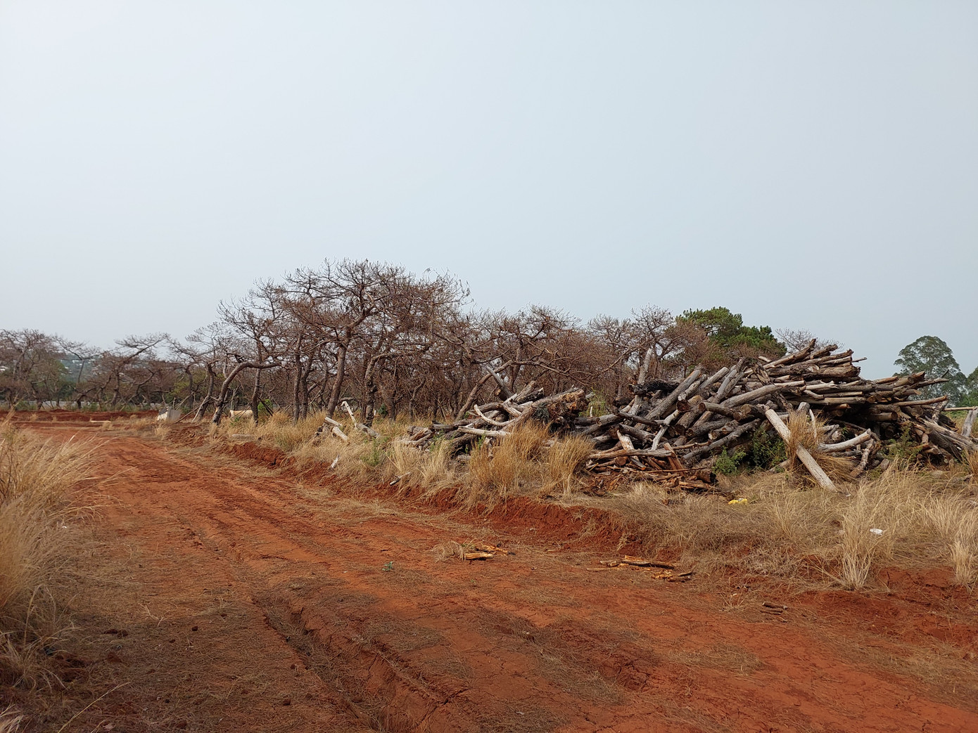 Nhiều cây thông bị chủ đầu tư chặt bỏ và chết khô tại dự án sân golf Đak Đoa