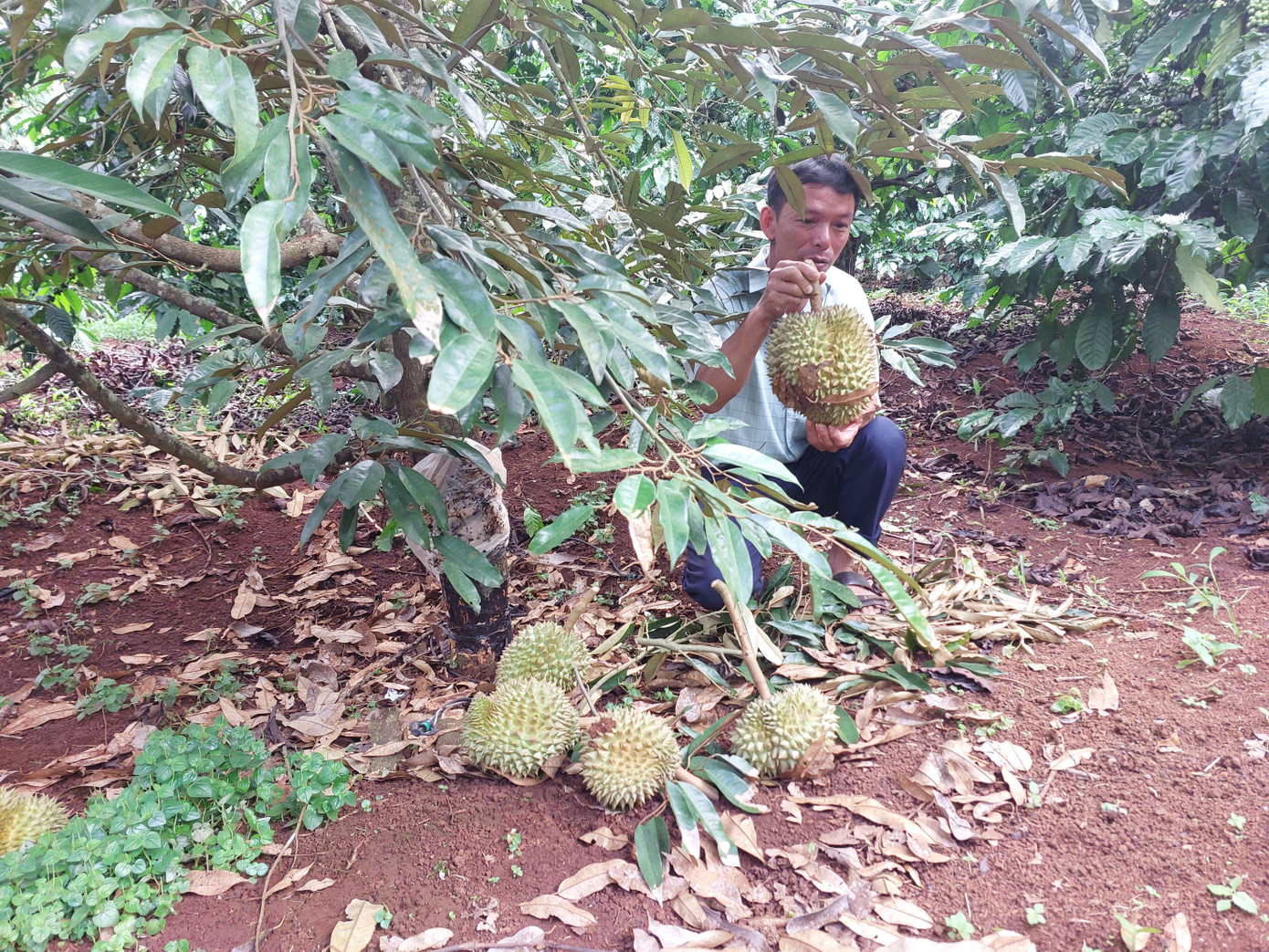 Để cứu cây, ông Dũng đành phải cắt bỏ trái và cành nhánh. Để cứu cây, ông Dũng đành phải cắt bỏ trái và cành nhánh.