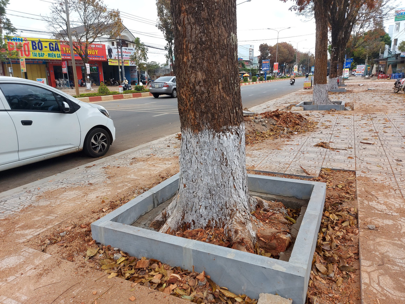 Nhà thầu đã cho cắt tỉa bộ rễ nhiều cây xanh, dễ xảy ra nguy cơ gãy đổ