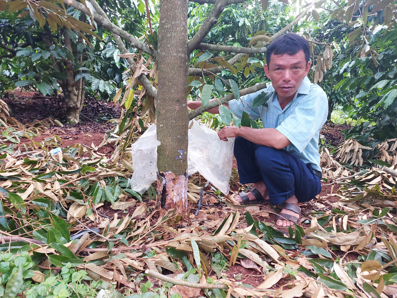 Vườn sầu riêng 7 năm tuổi của ông Đỗ Văn Dũng - Bí thư Đảng ủy xã Ia Phìn bị kẻ gian phá hoại Vườn sầu riêng 7 năm tuổi của ông Đỗ Văn Dũng - Bí thư Đảng ủy xã Ia Phìn bị kẻ gian phá hoại