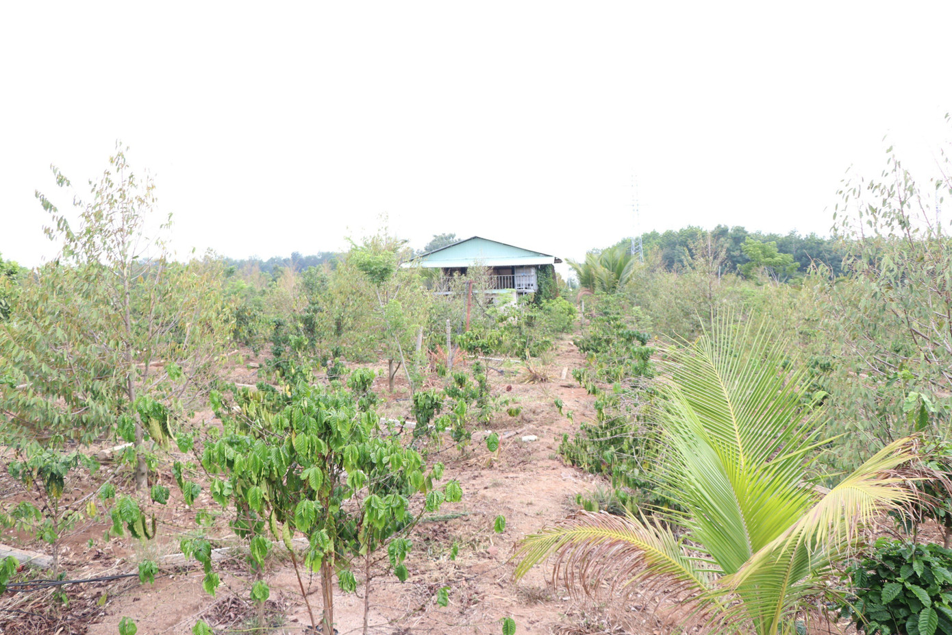 Khu đất nhà ông S. bị kê khống số lượng cây cối để được đền bù