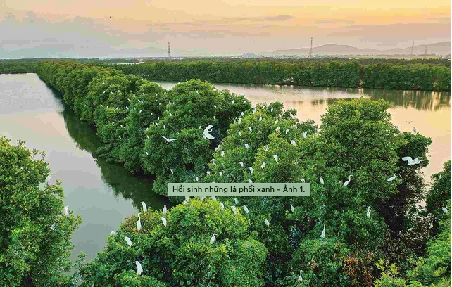 Nhiều loài chim tụ tập về Cồn Chim sau khi rừng ngập mặn ở đây hồi sinh. Ảnh: Nguyễn Dũng Nhiều loài chim tụ tập về Cồn Chim sau khi rừng ngập mặn ở đây hồi sinh. Ảnh: Nguyễn Dũng