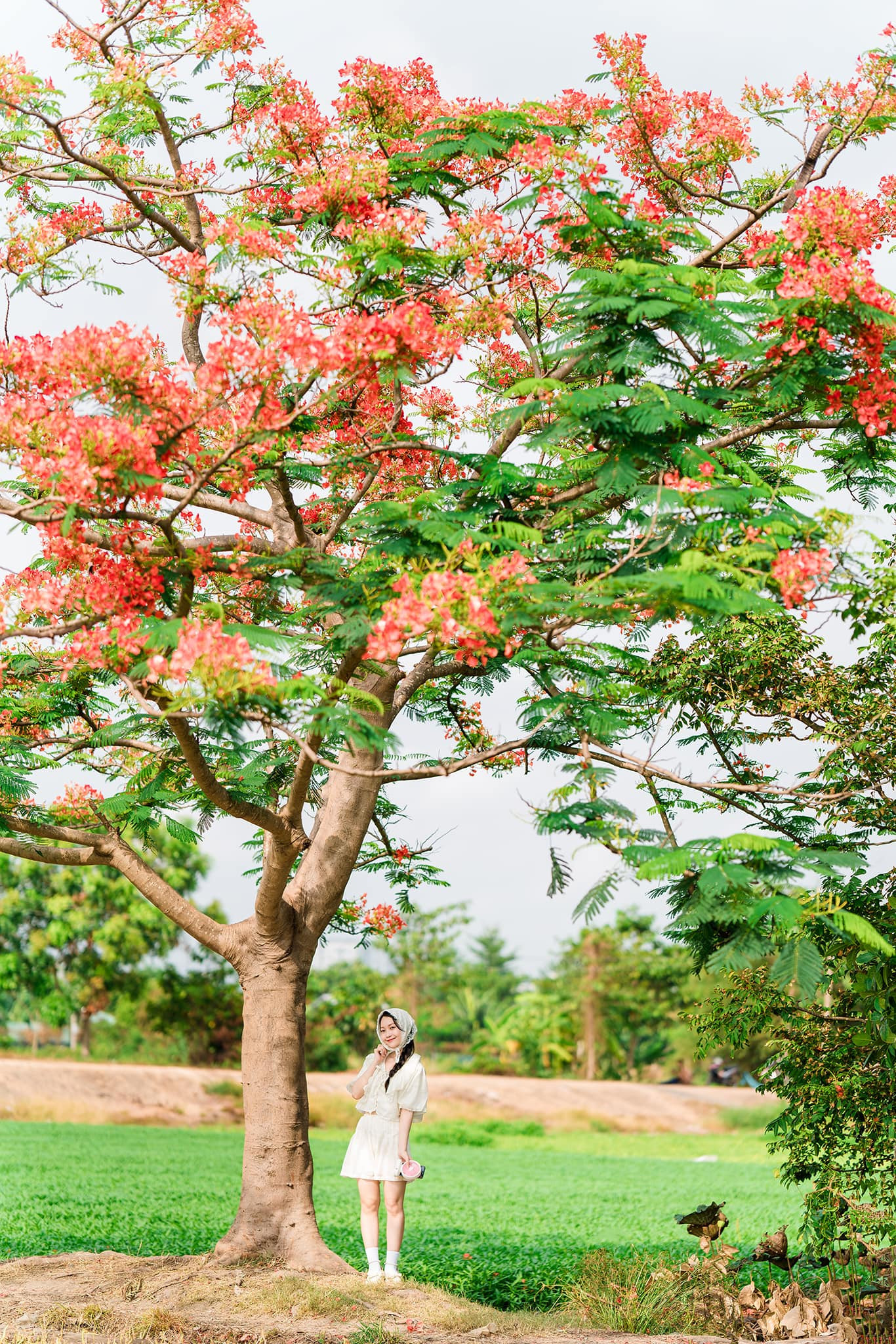 Một bộ ảnh phong cách trẻ trung, nhí nhảnh được anh Hiếu thực hiện tại cây phượng cô đơn vào năm 2024. Ảnh: Hiếu Nguyễn