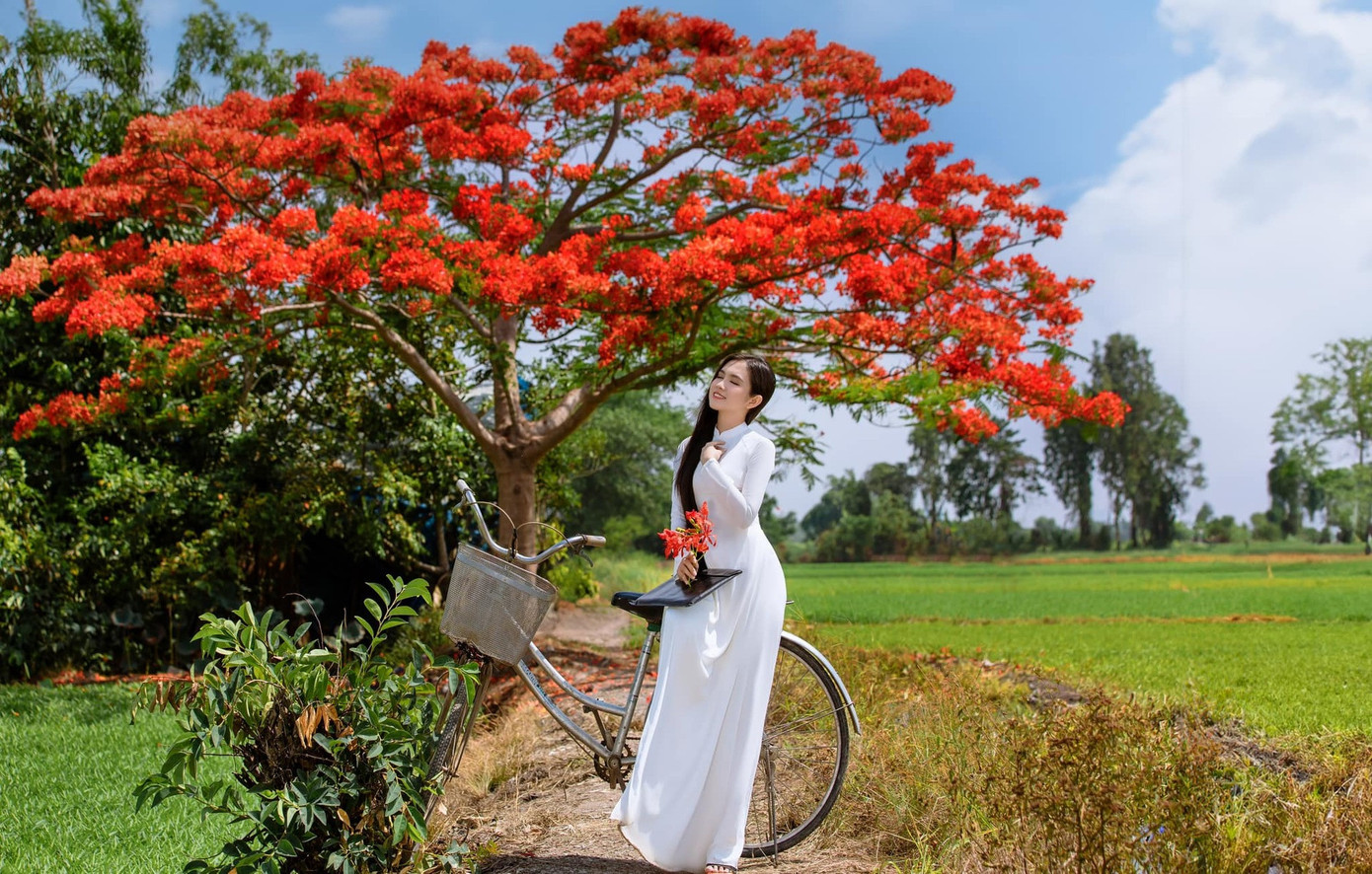 Vào ngày cuối tuần, cây phượng đón hàng chục lượt khách đến chụp ảnh. Đầu tháng 5 là thời điểm phượng nở rộ nhất và thường kéo dài trong 3-4 tuần. Bối cảnh này phù hợp với những bộ ảnh áo dài - nón lá hoặc đồng phục, mang cặp sách, đi xe đạp. (Nhiều du khách chụp ảnh với áo dài trắng. Ảnh: Tuyết Nga)