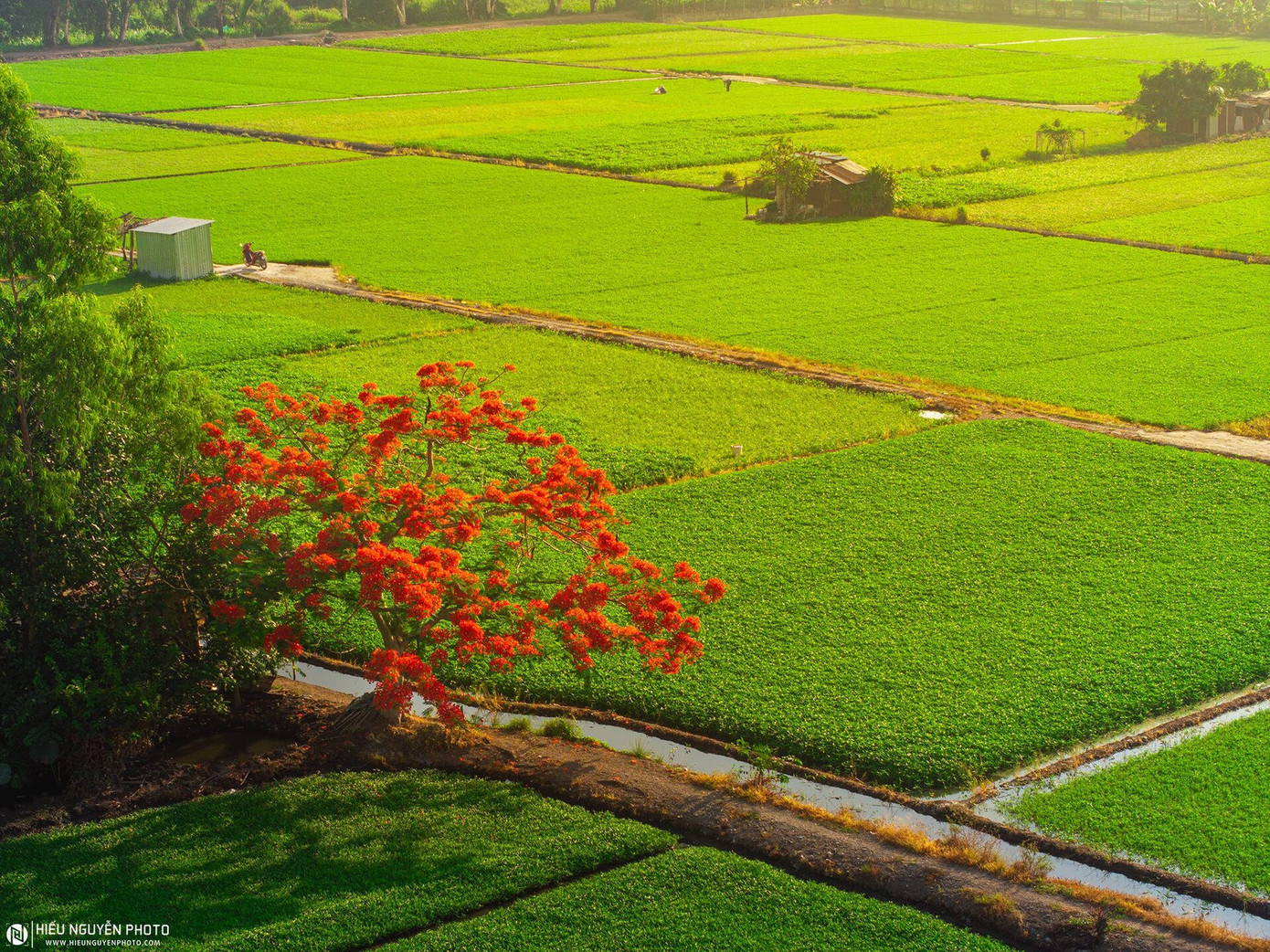 Năm ngoái, địa điểm này được phát hiện và gây chú ý với tên gọi "cây phượng cô đơn", thu hút rất đông người dân và du khách. Sở dĩ có tên gọi như vậy, là bởi giữa một cánh đồng gần kênh Vàm Thuật, phường Thạnh Xuân, quận 12, cây phượng xuất hiện lẻ loi nhưng nổi bật, hoa nở đồng loạt, rất đẹp mắt. Mới đây, sáng 5/5, anh Nguyễn Hiếu (SN 1997, TPHCM) đã tới địa điểm này để chụp ảnh. Ảnh: Hiếu Nguyễn