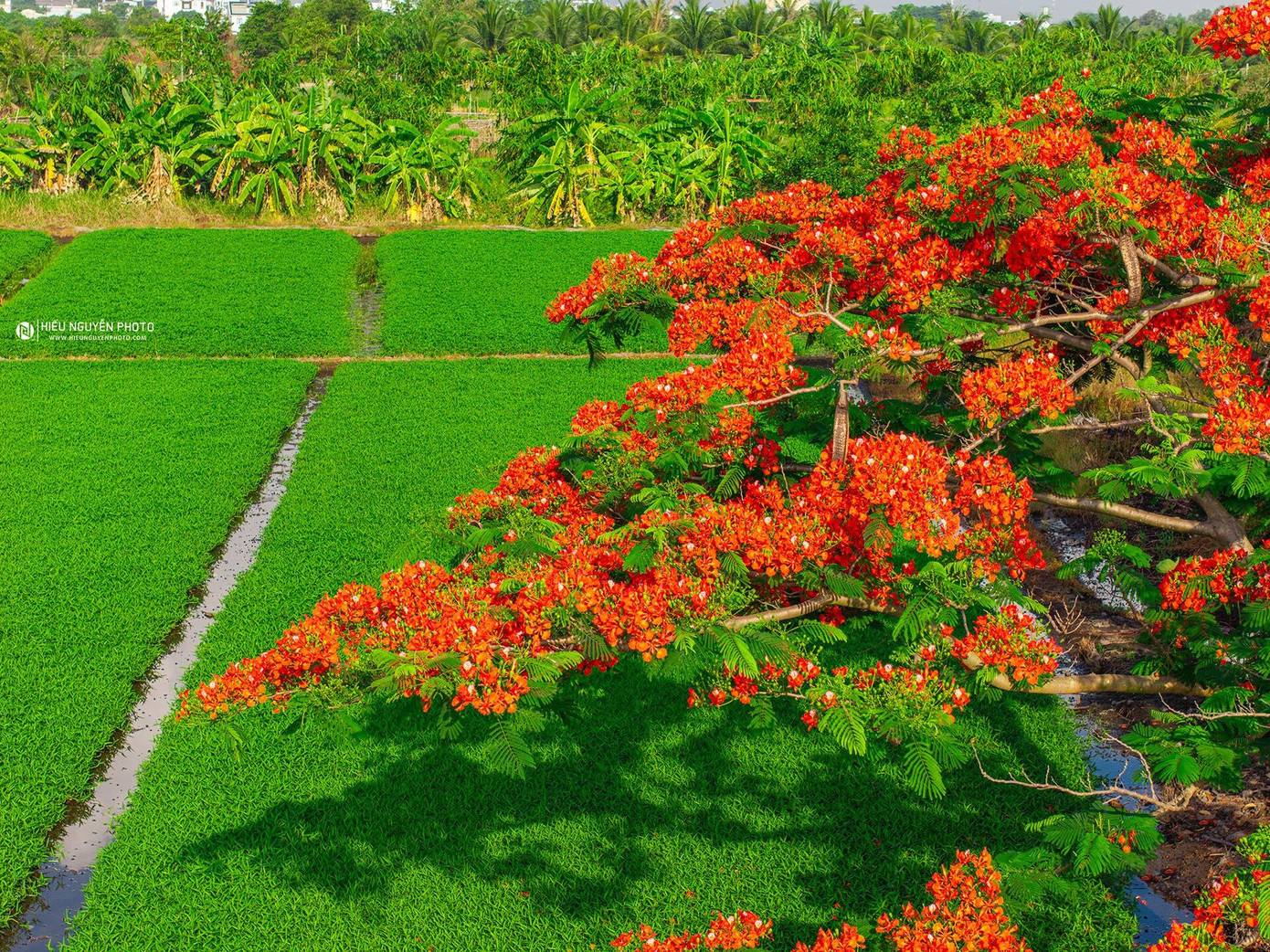 "Năm ngoái, mình từng tới đây nhưng rất đông người. Năm nay, mình trở lại ngay khi hoa nở để ghi lại cảnh đồng quê yên bình hiếm gặp tại TPHCM. Cảnh vật như một bức tranh vừa dịu dàng, gần gũi vừa rực rỡ, nồng nhiệt của mùa hè", anh Hiếu cho biết. Thời điểm anh tới chỉ có những người sống quanh khu vực này đạp xe thể dục qua lại, chưa có nhiều du khách. Những hình ảnh anh Hiếu ghi lại được nhiều người chia sẻ và bình luận: "Ruộng rau, cây phượng vốn gần gũi nhưng đúng là khu vực này lên ảnh rất đẹp"; "Ai không kịp về quê đón hè thì qua đây cũng cảm nhận được mùa hè thôn quê";... Ảnh: Hiếu Nguyễn