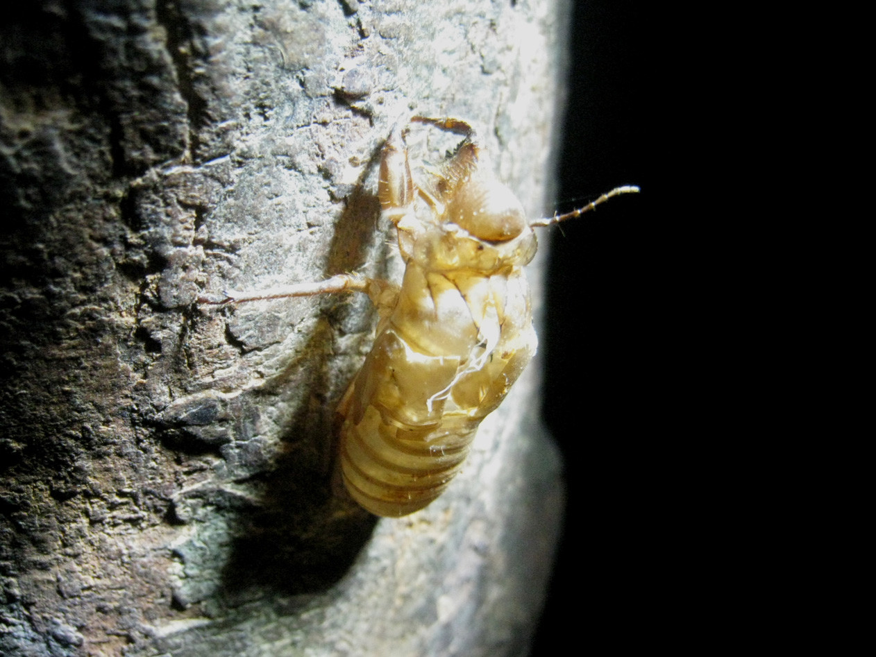 Xác lột ve sầu cho vị thuốc thuyền thoái