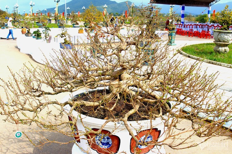 Triển lãm mai vàng nghệ thuật An Nhơn diễn ra từ 26-29/1 (tức từ 16-19 tháng Chạp) thu hút hơn 400 tác phẩm mai vàng cùng các loại cây cảnh của thị xã An Nhơn, các nghệ nhân, nhà vườn ở các huyện, thị xã thành phố tỉnh Bình Định trưng bày (Ảnh: Diễm Phúc). Triển lãm mai vàng nghệ thuật An Nhơn diễn ra từ 26-29/1 (tức từ 16-19 tháng Chạp) thu hút hơn 400 tác phẩm mai vàng cùng các loại cây cảnh của thị xã An Nhơn, các nghệ nhân, nhà vườn ở các huyện, thị xã thành phố tỉnh Bình Định trưng bày (Ảnh: Diễm Phúc).