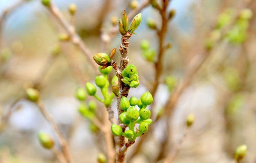 Hiện tại đã có người ngỏ ý mua cây, tuy nhiên, ông Bình cho biết, phải trên 1 tỷ thì ông mới bán cây mai này (Ảnh: Diễm Phúc). Hiện tại đã có người ngỏ ý mua cây, tuy nhiên, ông Bình cho biết, phải trên 1 tỷ thì ông mới bán cây mai này (Ảnh: Diễm Phúc).