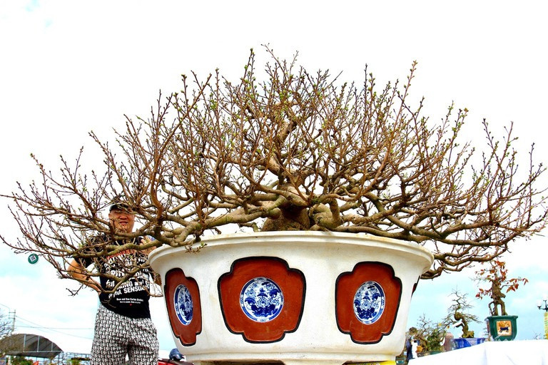 “Thường người ta trồng cây sẽ làm theo hướng dáng long. Mình làm theo một ý tưởng khác, phát triển từ dáng long này nhưng theo một cách mới hơn”, ông Bình chia sẻ (Ảnh: Diễm Phúc). “Thường người ta trồng cây sẽ làm theo hướng dáng long. Mình làm theo một ý tưởng khác, phát triển từ dáng long này nhưng theo một cách mới hơn”, ông Bình chia sẻ (Ảnh: Diễm Phúc).