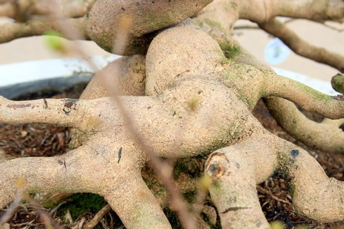 Một thành viên ban tổ chức Triển lãm mai vàng nghệ thuật An Nhơn nhận định, đây là một trong những cây mai độc đáo nhất của lễ hội mai vàng An Nhơn năm nay (Ảnh: Diễm Phúc). Một thành viên ban tổ chức Triển lãm mai vàng nghệ thuật An Nhơn nhận định, đây là một trong những cây mai độc đáo nhất của lễ hội mai vàng An Nhơn năm nay (Ảnh: Diễm Phúc).