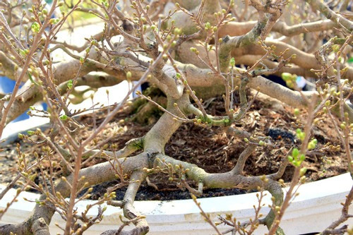 Hiện tại đã có người ngỏ ý mua cây, tuy nhiên, ông Bình cho biết, phải trên 1 tỷ thì ông mới bán cây mai này (Ảnh: Diễm Phúc). Hiện tại đã có người ngỏ ý mua cây, tuy nhiên, ông Bình cho biết, phải trên 1 tỷ thì ông mới bán cây mai này (Ảnh: Diễm Phúc).