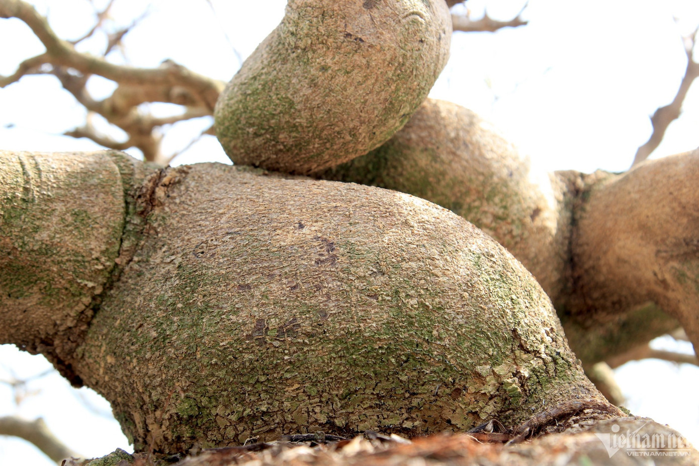 Một thành viên ban tổ chức Triển lãm mai vàng nghệ thuật An Nhơn nhận định, đây là một trong những cây mai độc đáo nhất của lễ hội mai vàng An Nhơn năm nay (Ảnh: Diễm Phúc). Một thành viên ban tổ chức Triển lãm mai vàng nghệ thuật An Nhơn nhận định, đây là một trong những cây mai độc đáo nhất của lễ hội mai vàng An Nhơn năm nay (Ảnh: Diễm Phúc).