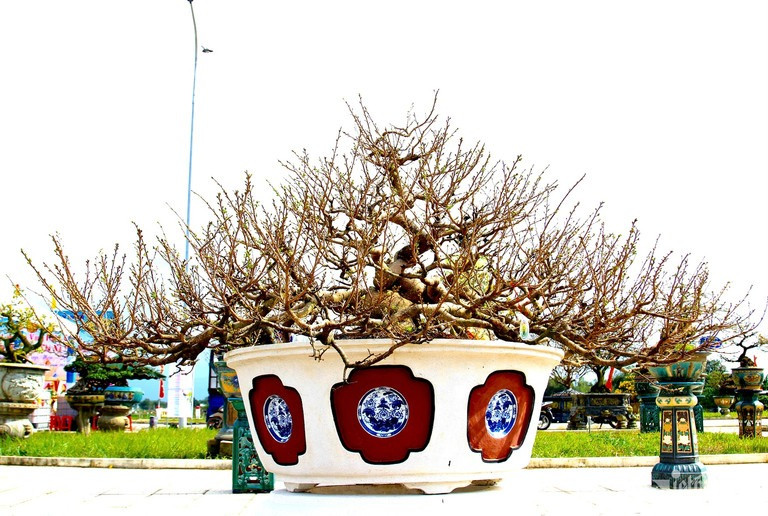 Chủ nhân cây mai thế hiếm này là ông Nguyễn Văn Bình 64 tuổi (xã Cát Tường, huyện Phù Cát, tỉnh Bình Định). Ông Bình chia sẻ, cây mai này được ươm hạt và trồng từ năm 1991. Ngay từ những ngày đầu trồng cây, ông đã định hướng cho mình về dáng thế của cây (Ảnh: Diễm Phúc). Chủ nhân cây mai thế hiếm này là ông Nguyễn Văn Bình 64 tuổi (xã Cát Tường, huyện Phù Cát, tỉnh Bình Định). Ông Bình chia sẻ, cây mai này được ươm hạt và trồng từ năm 1991. Ngay từ những ngày đầu trồng cây, ông đã định hướng cho mình về dáng thế của cây (Ảnh: Diễm Phúc).