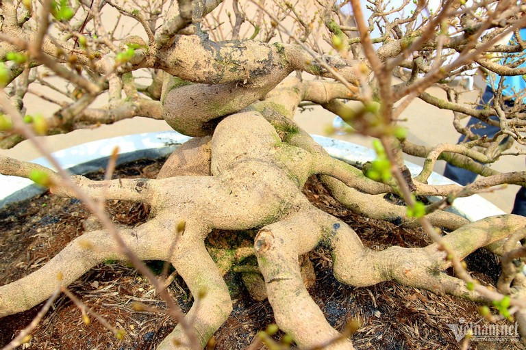 Ông Bình cho biết, khi trồng ra cây mai vàng này, ông phải đi ba chi địa, chi nhất, chi nhì, chi tam: “Phải giữ vững ba chi này, trên ngọn tính sau. Nếu thả ba chi đó, hoặc làm chắc quá thì bộ đế không lớn, còn nếu không siết ở trên thì nó lép ở dưới, cây không có giá trị. Hằng ngày phải chăm sóc kỹ lưỡng để giữ cây nở hoa nhưng không mất sức” (Ảnh: Diễm Phúc). Ông Bình cho biết, khi trồng ra cây mai vàng này, ông phải đi ba chi địa, chi nhất, chi nhì, chi tam: “Phải giữ vững ba chi này, trên ngọn tính sau. Nếu thả ba chi đó, hoặc làm chắc quá thì bộ đế không lớn, còn nếu không siết ở trên thì nó lép ở dưới, cây không có giá trị. Hằng ngày phải chăm sóc kỹ lưỡng để giữ cây nở hoa nhưng không mất sức” (Ảnh: Diễm Phúc).