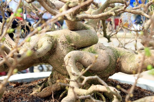 Một thành viên ban tổ chức Triển lãm mai vàng nghệ thuật An Nhơn nhận định, đây là một trong những cây mai độc đáo nhất của lễ hội mai vàng An Nhơn năm nay (Ảnh: Diễm Phúc). Một thành viên ban tổ chức Triển lãm mai vàng nghệ thuật An Nhơn nhận định, đây là một trong những cây mai độc đáo nhất của lễ hội mai vàng An Nhơn năm nay (Ảnh: Diễm Phúc).