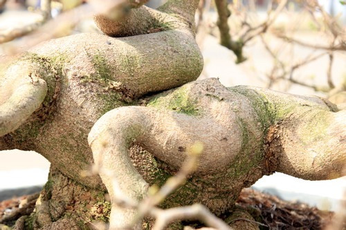 Một thành viên ban tổ chức Triển lãm mai vàng nghệ thuật An Nhơn nhận định, đây là một trong những cây mai độc đáo nhất của lễ hội mai vàng An Nhơn năm nay (Ảnh: Diễm Phúc). Một thành viên ban tổ chức Triển lãm mai vàng nghệ thuật An Nhơn nhận định, đây là một trong những cây mai độc đáo nhất của lễ hội mai vàng An Nhơn năm nay (Ảnh: Diễm Phúc).