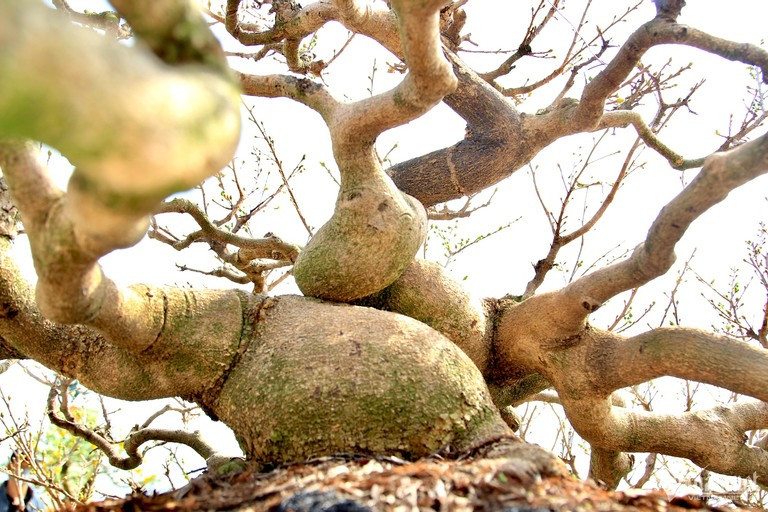 Để được dáng thế cây mai vàng như ngày hôm nay, hơn 30 năm qua, mỗi ngày ông Bình đều phải kiên trì uốn nắn cho cây (Ảnh: Diễm Phúc). Để được dáng thế cây mai vàng như ngày hôm nay, hơn 30 năm qua, mỗi ngày ông Bình đều phải kiên trì uốn nắn cho cây (Ảnh: Diễm Phúc).