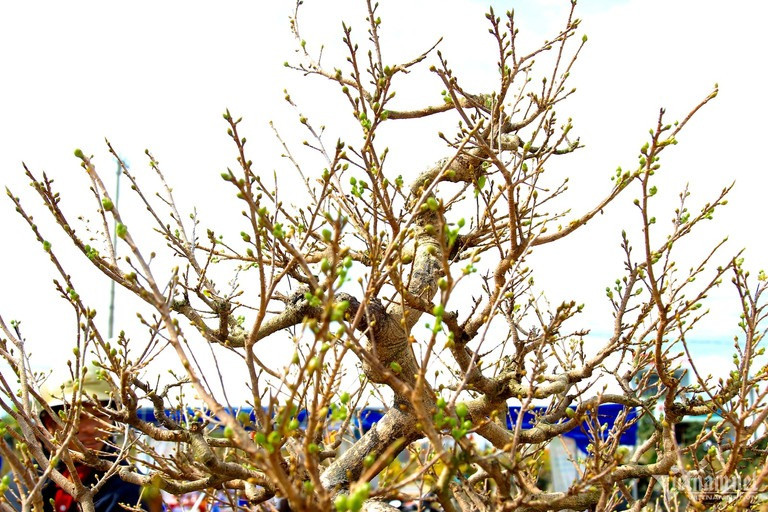 Gốc cây nhỏ trên, to dưới, lùn lực vững chãi vươn xa (Ảnh: Diễm Phúc). Gốc cây nhỏ trên, to dưới, lùn lực vững chãi vươn xa (Ảnh: Diễm Phúc).