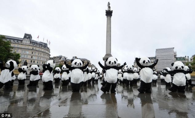 Những chú gấu nhảy múa giữa sân