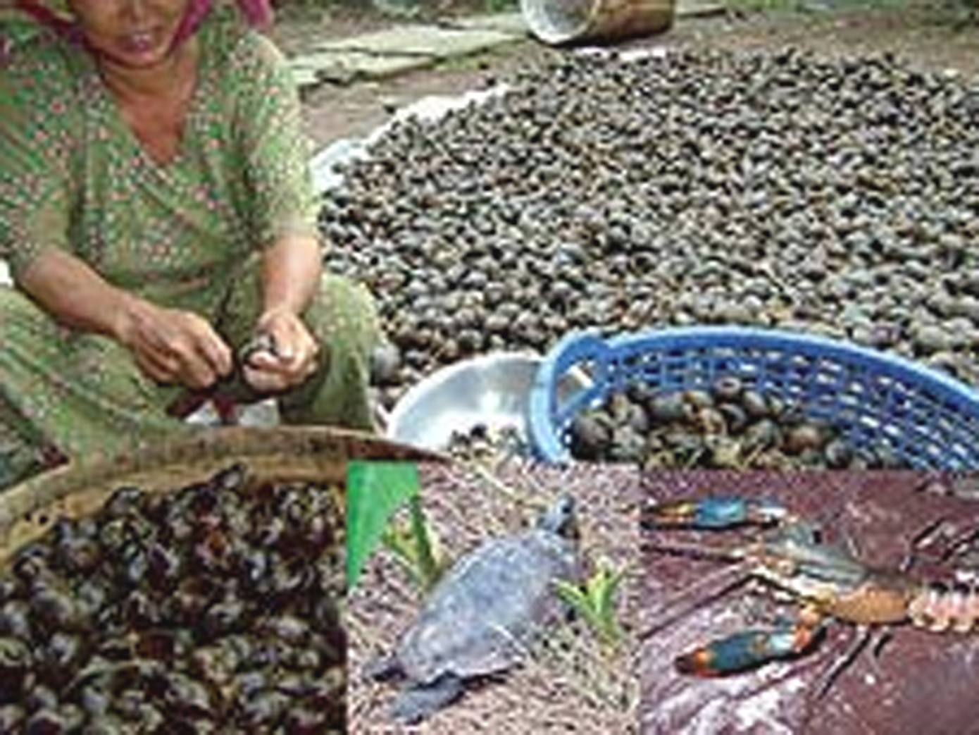 Nhiều sinh vật ngoại lai xâm hại môi trường được nhập vào VN. Ảnh: Thanh Dũng (Thanh Niên)