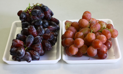 Nho Mỹ (trái) và nho đỏ Trung Quốc có hình tròn hơn và màu sắc khá nhợt nhạt (trái)
