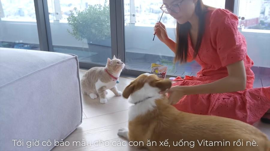 Người đẹp dành phần lớn thời gian trong nhà để chơi với thú cưng.