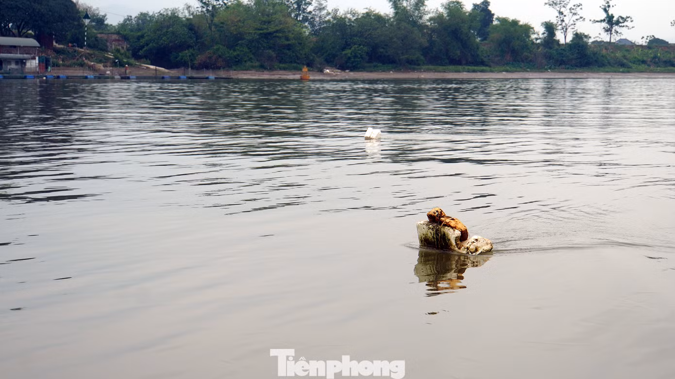 Để lồng bè kiên cố hơn, các hộ chằng dây neo từ bè ra giữa sông rồi cắm phao xác định vị trí. Do đó, dọc bờ sông Kinh Môn có hàng nghìn dây chằng kéo ngầm dưới nước từ lồng bè ra giữa sông, tiềm ẩn nguy hiểm cho các phương tiện vận tải, tàu thuyền di chuyển qua. Trong ảnh: Phao nổi xác định vị trí dây neo từ lồng bè nuôi cá ra giữa dòng sông.